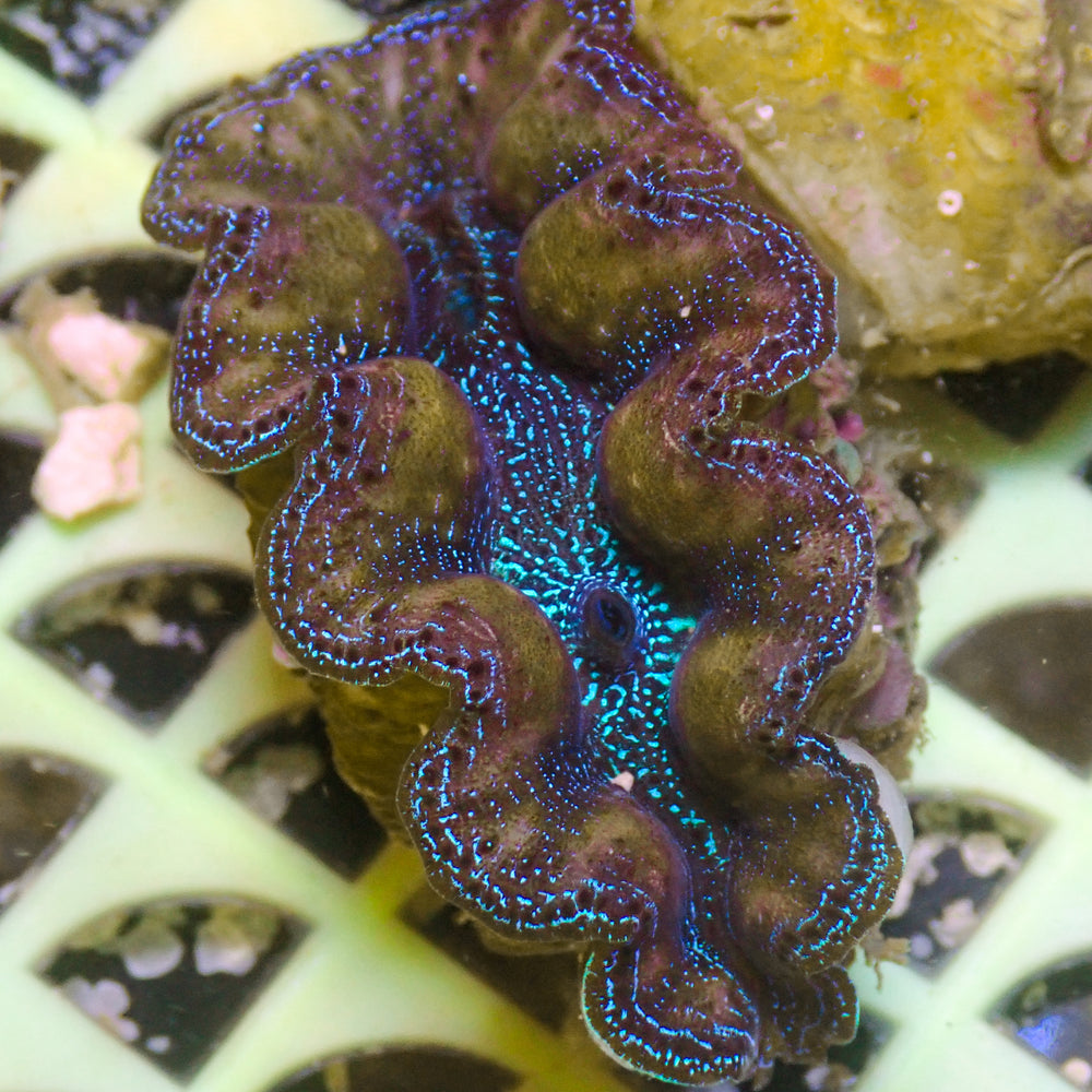 WYSIWYG Ultra Gold Rim Blue Crocea Clam (1.5-2