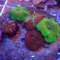 WYSIWYG Rainbow Discosoma Mushroom Colony (5 Polyps)