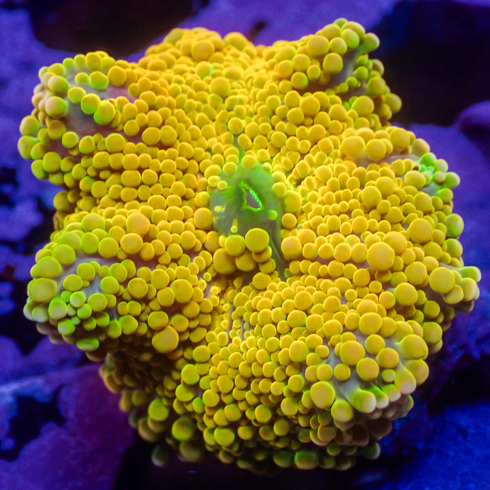 Marigold Burst Yuma Mushroom