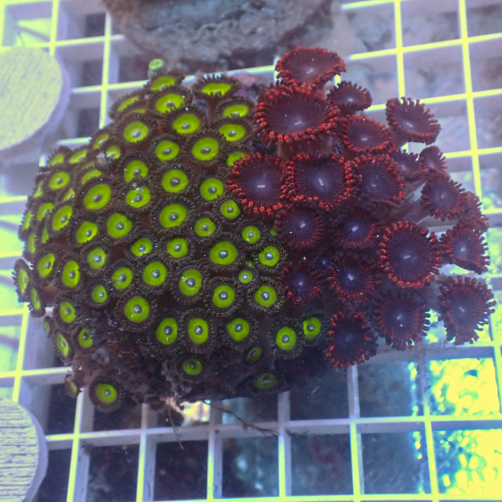 WYSIWYG Rainbow Zoa Combo Colony