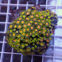 WYSIWYG Rainbow Zoa Colony