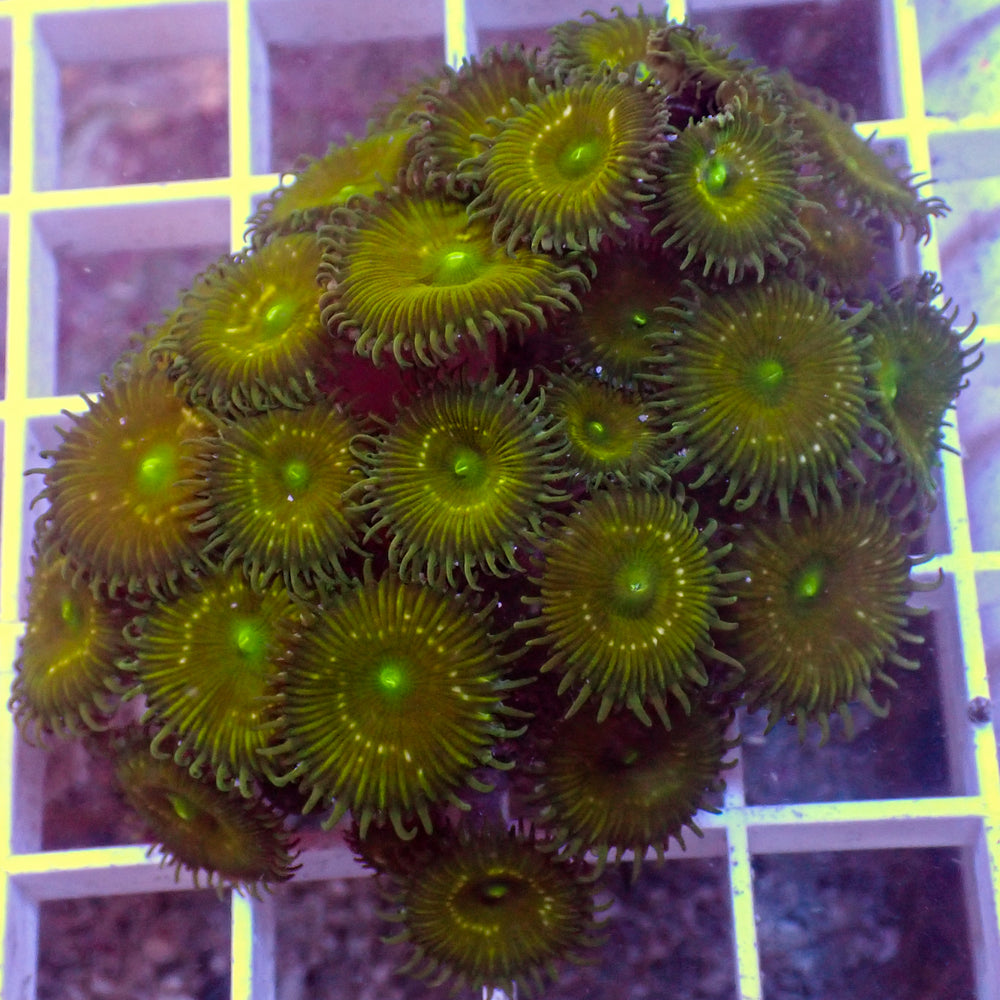 WYSIWYG Green Paly Colony (30+ Polyps)