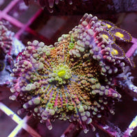 WYSIWYG Red Charm Yuma Mushroom w/ Zoas