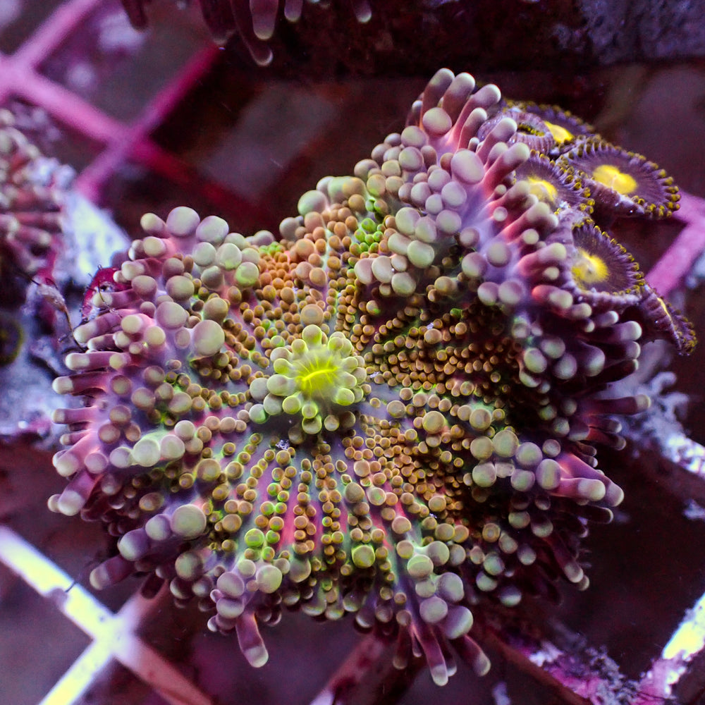 WYSIWYG Red Charm Yuma Mushroom w/ Zoas