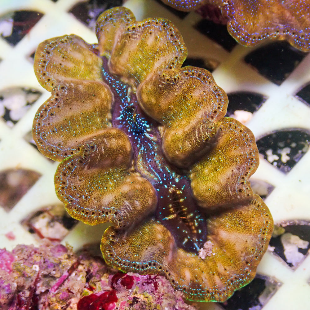 WYSIWYG Ultra Gold Rim Blue Crocea Clam (1.5-2