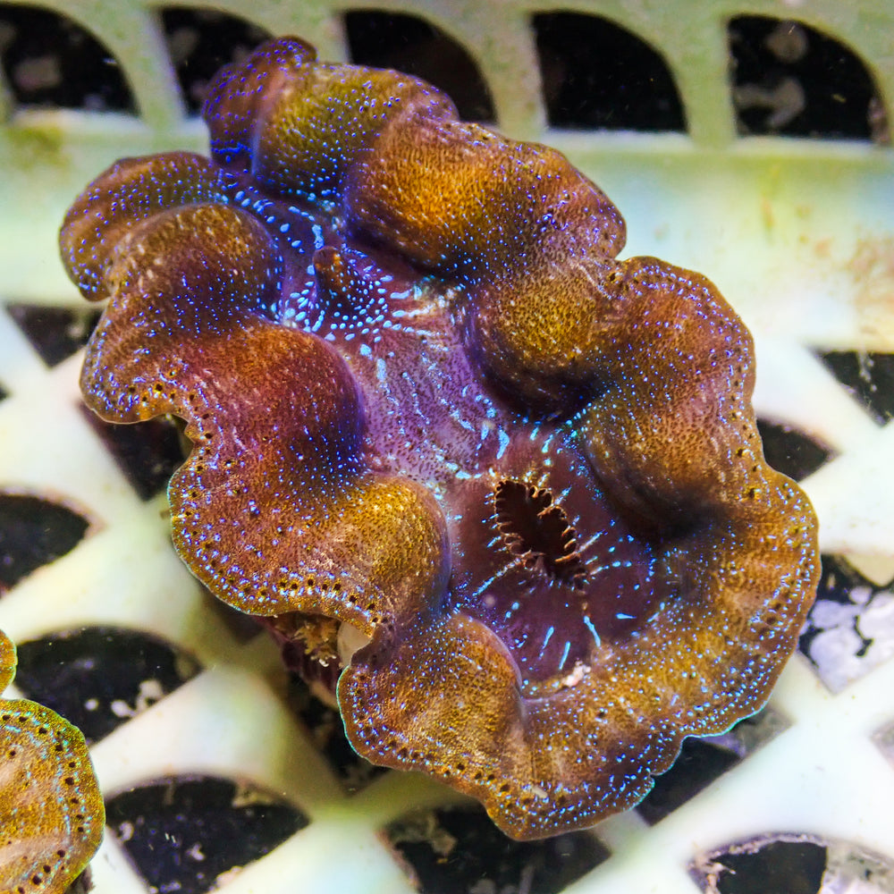 WYSIWYG Ultra Gold Rim Blue Crocea Clam (1.5-2