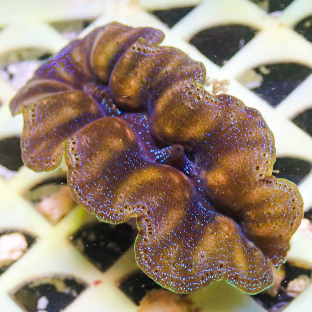 WYSIWYG Ultra Gold Rim Blue Crocea Clam (1.5-2") (Aquaculture) - Corals Anonymous