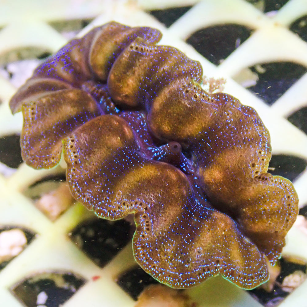 WYSIWYG Ultra Gold Rim Blue Crocea Clam (1.5-2