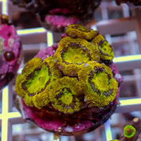 WYSIWYG Cali Gold Acan Colony (6 Polyps)