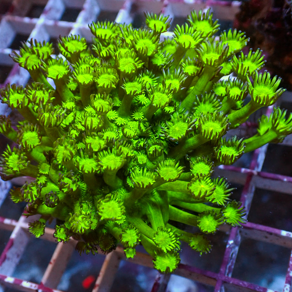 WYSIWYG Long Tentacle Neon Green Goniopora Colony (1-2