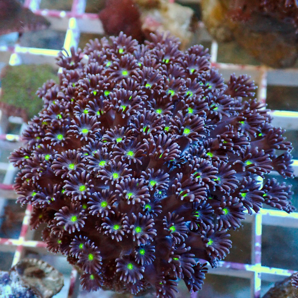 WYSIWYG Green Eye Purple Goniopora Colony (1-2