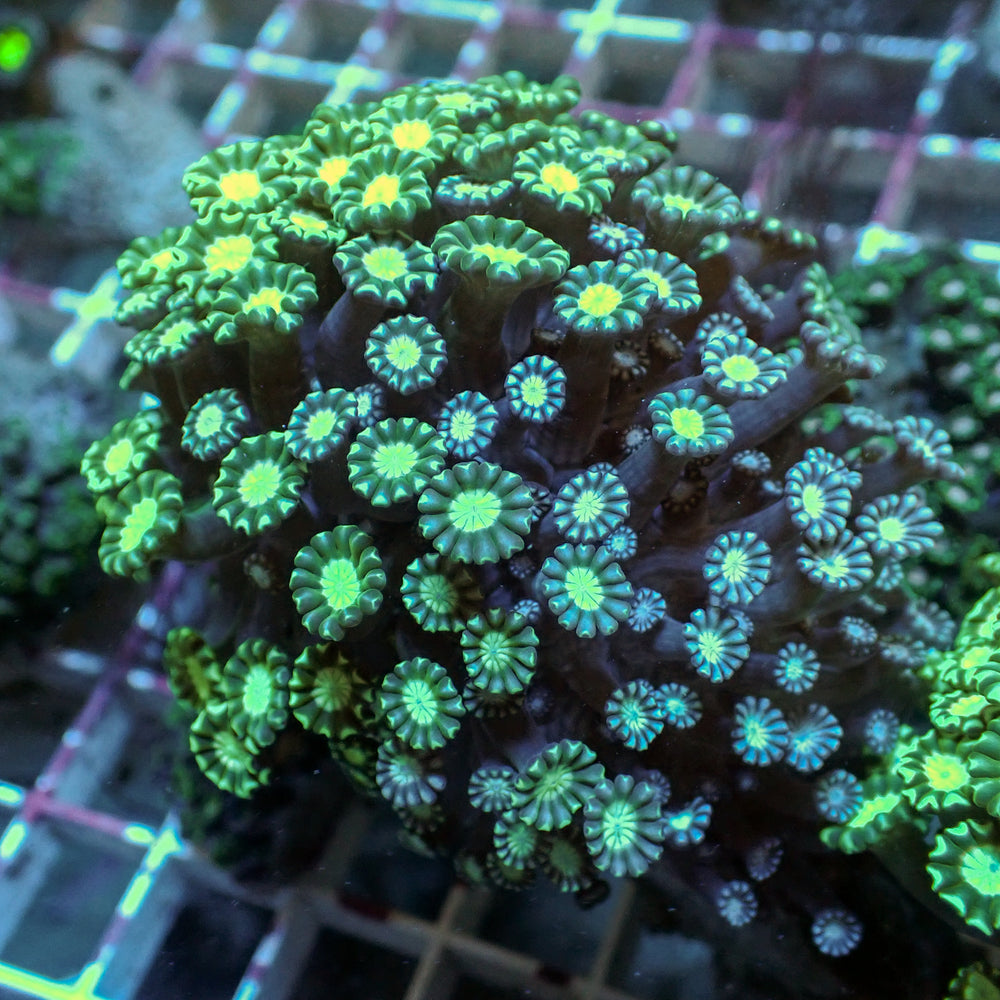 WYSIWYG Multicolor Wintergreen Alveopora Colony (1-2”)