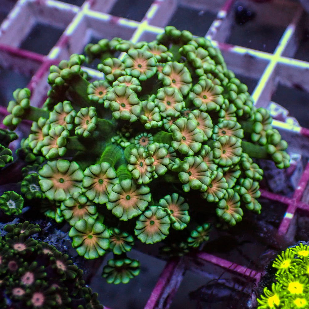 WYSIWYG Pink Mouth Highlight Green Alveopora Colony (0.5-1