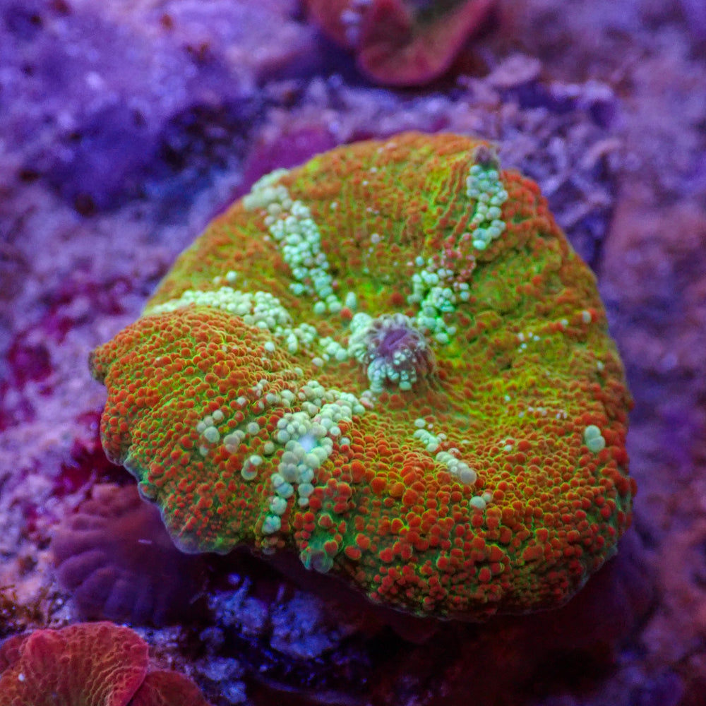 WYSIWYG Sunfire Tide Rainbow Discosoma Mushroom