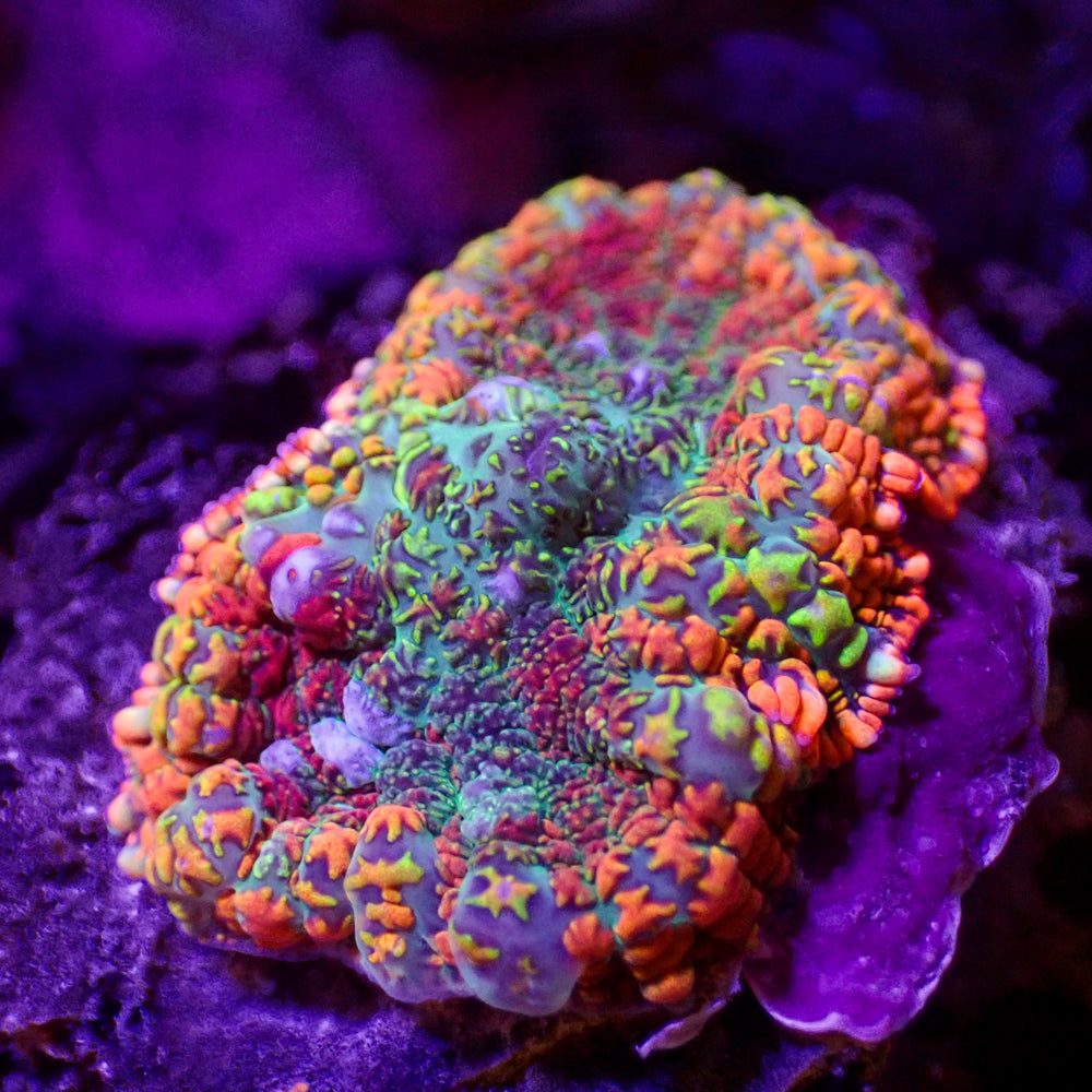 WYSIWYG Bifrost Rainbow Rhodactis Mushroom