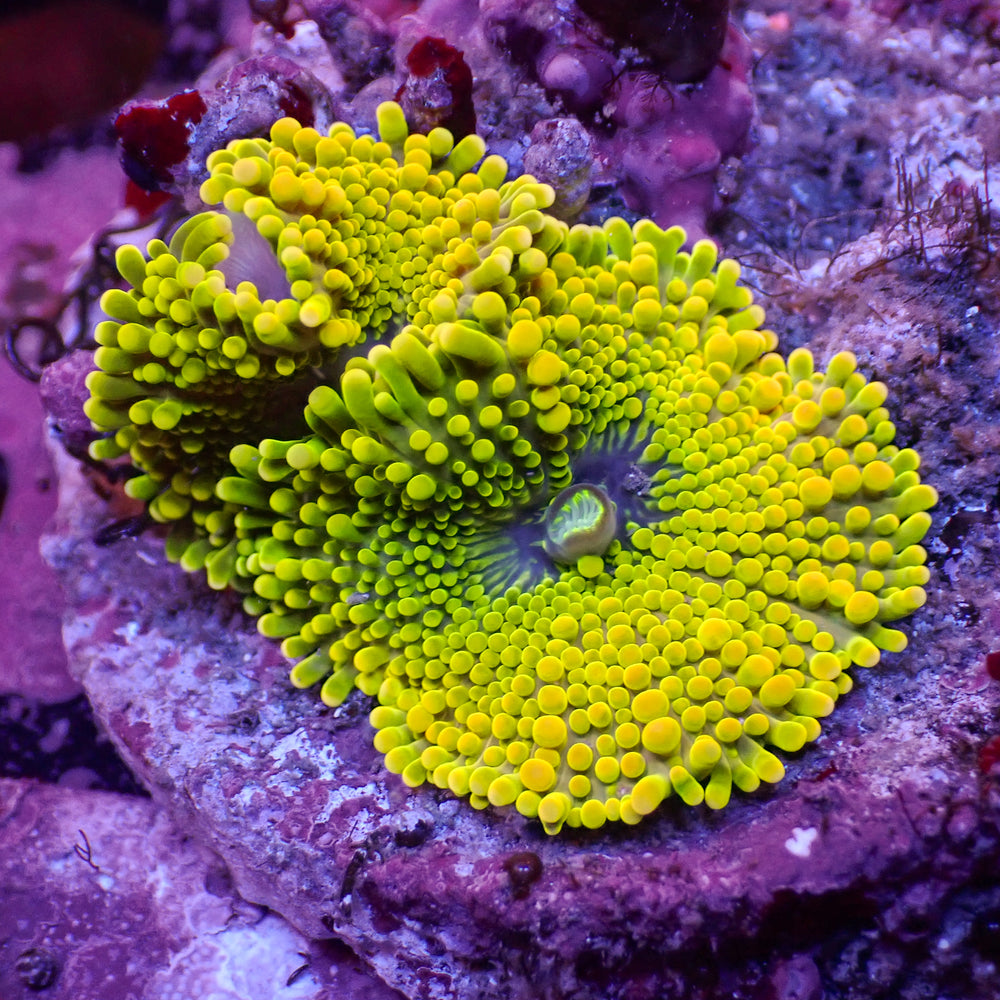 WYSIWYG Marigold Burst Yuma Mushroom Combo (2 Polyps)
