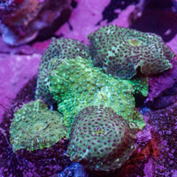 WYSIWYG Spotted Green Discosoma Mushroom Colony (5 Polyps)
