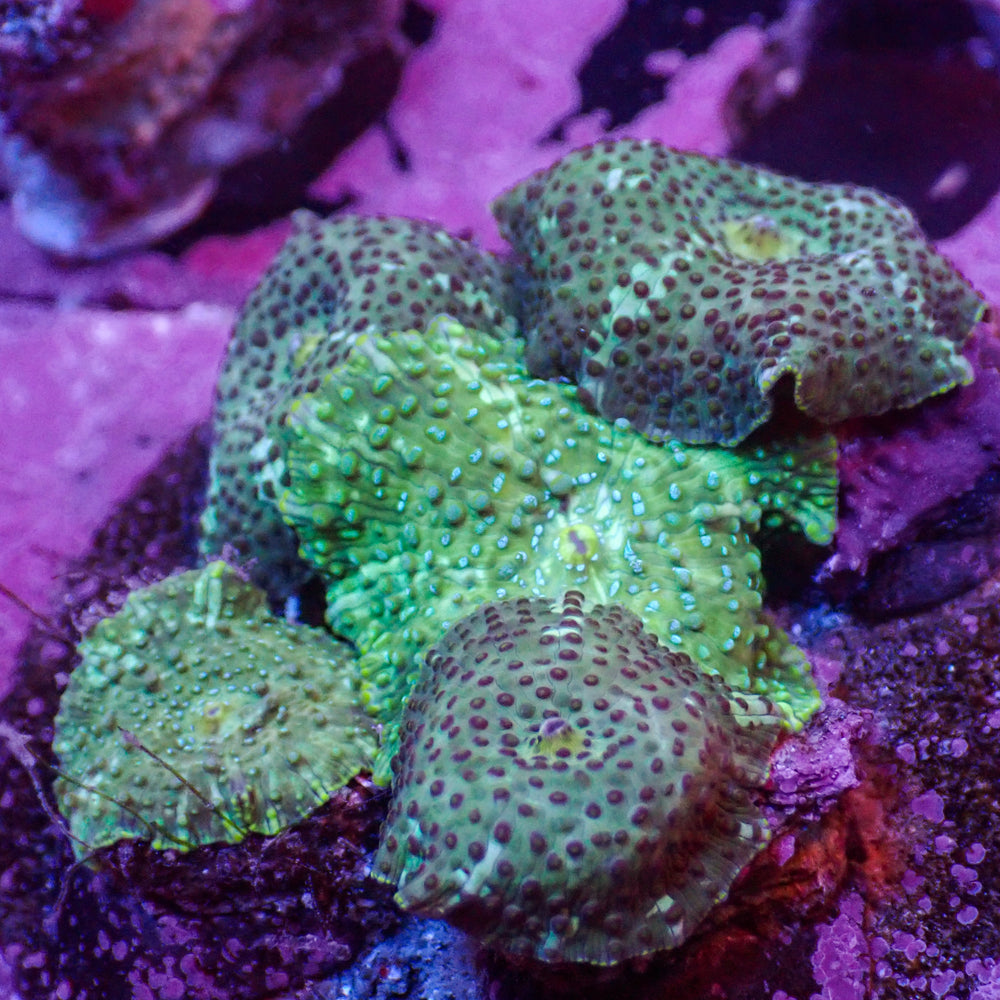 WYSIWYG Spotted Green Discosoma Mushroom Colony (5 Polyps)