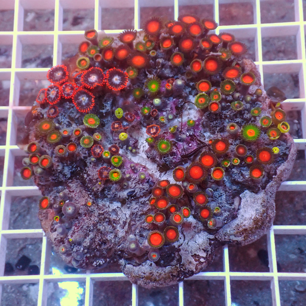 WYSIWYG Rainbow Zoa Combo Colony