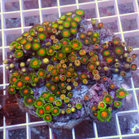 WYSIWYG Rainbow Zoa Combo Colony