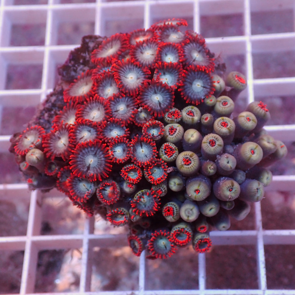 WYSIWYG Fire and Ice Zoa Colony