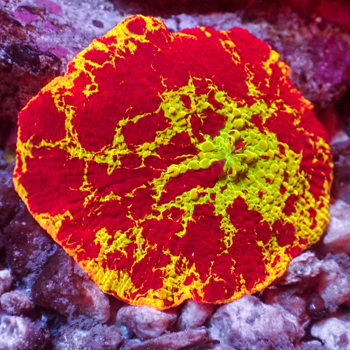 WYSIWYG Eclectus Jawbreaker Mushroom - Corals Anonymous