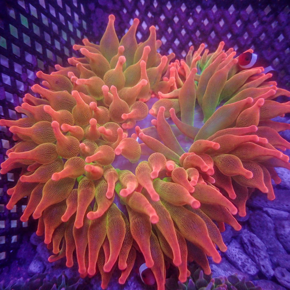 WYSIWYG Saukra Burst Ultra Rainbow Bubble Tip Anemone (6-8
