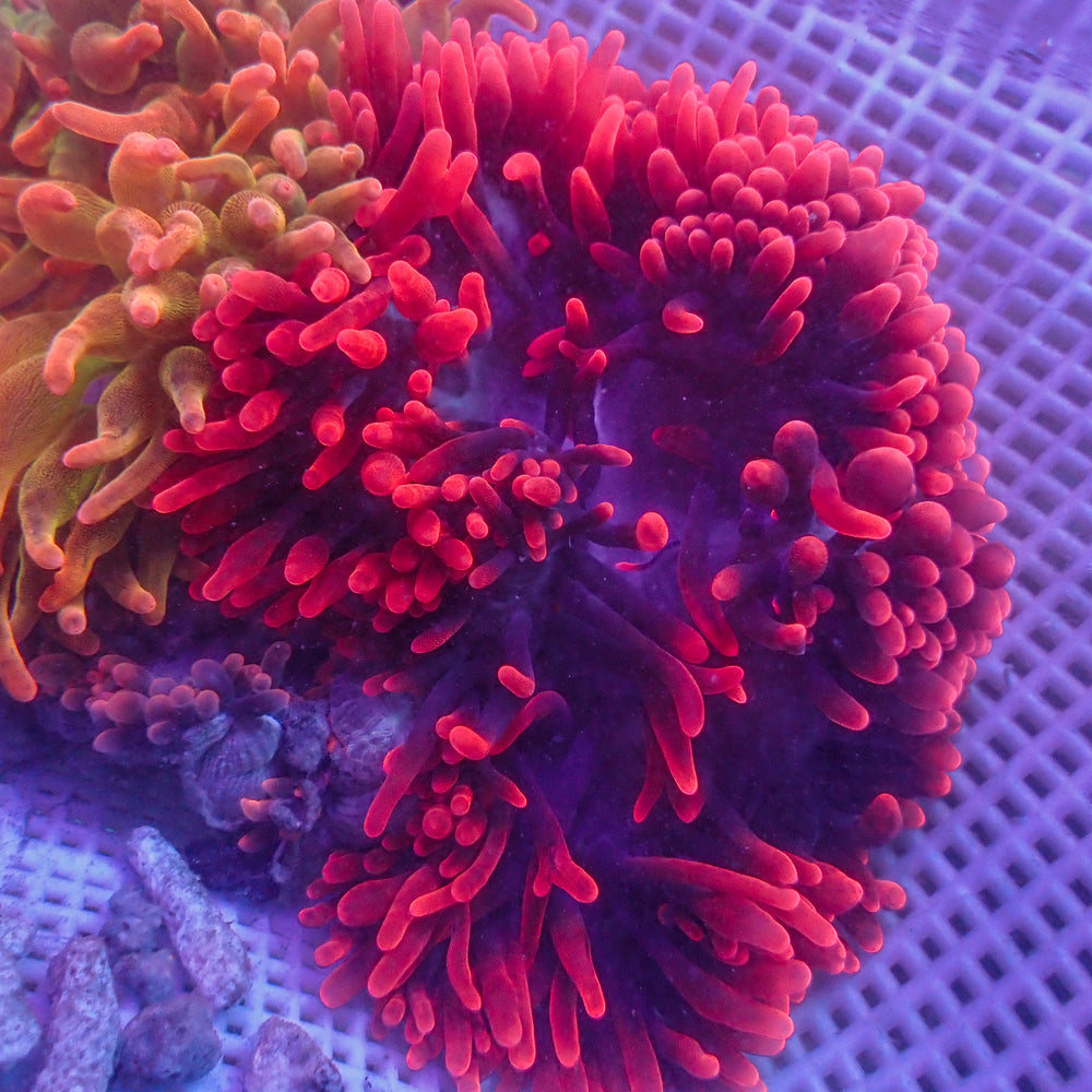 WYSIWYG Red Devil Bubble Tip Anemone (6-8