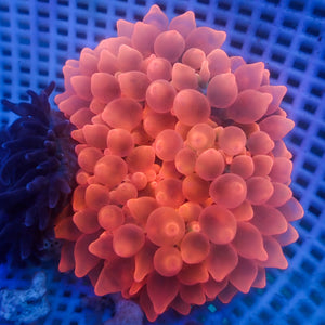 WYSIWYG Strawberry Bomb Bubble Tip Anemone (4-6")