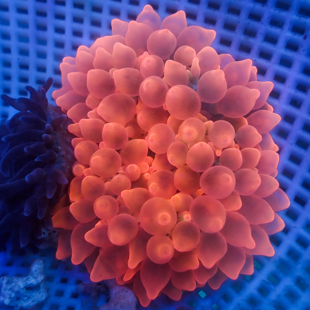 WYSIWYG Strawberry Bomb Bubble Tip Anemone (4-6