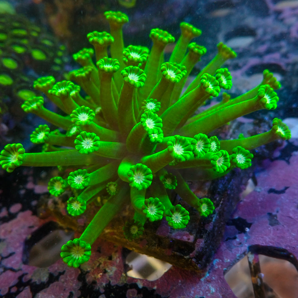 WYSIWYG Long Tentacle Neon Green Goniopora Colony (1-2