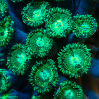 Green Lantern Zoas (5-10 Polyps Colony)