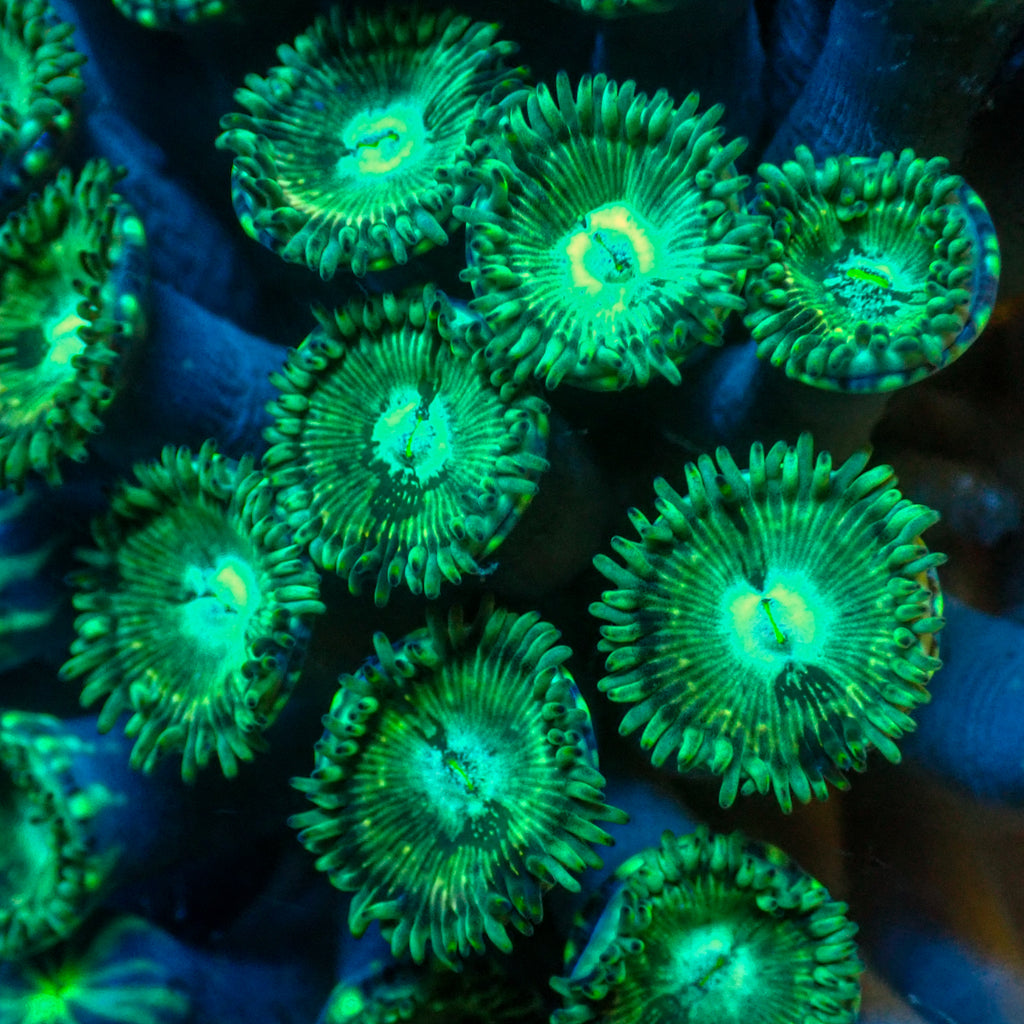 Green Lantern Zoas (5-10 Polyps Colony) - Corals Anonymous