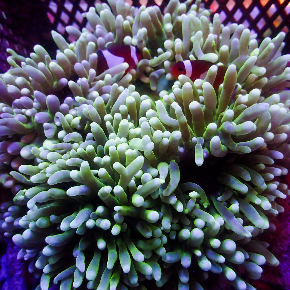 WYSIWYG Neon Glow Ritteri Anemone (6-8