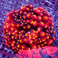 WYSIWYG Rainbow Maui Lava Burst Bubble Tip Anemone (Rare, 2-4”)