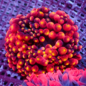 WYSIWYG Rainbow Maui Lava Burst Bubble Tip Anemone (Rare, 2-4”)