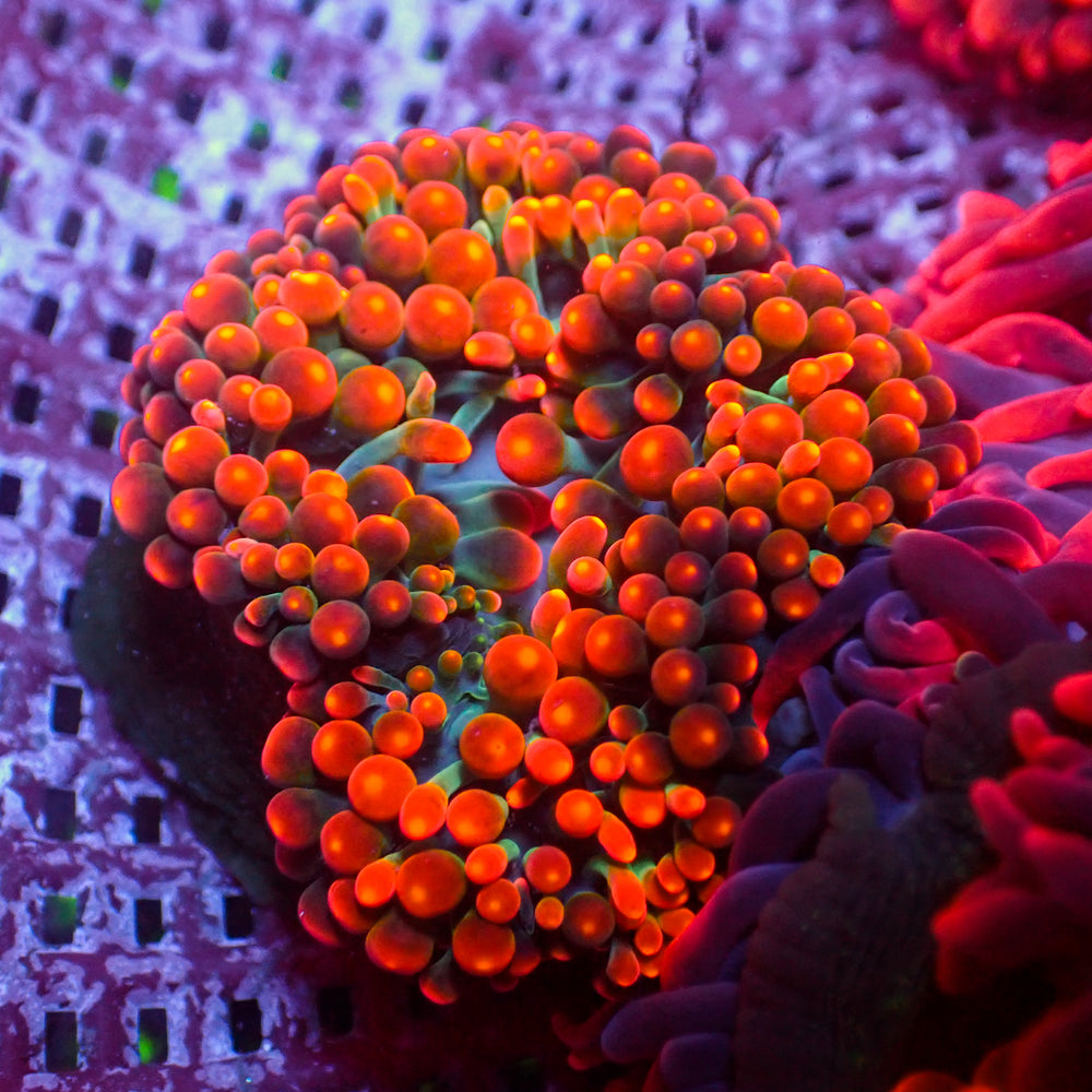 WYSIWYG Rainbow Maui Lava Burst Bubble Tip Anemone (Rare, 2-4”)