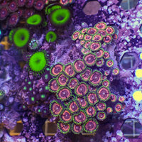 WYSIWYG Rainbow Zoa Combo Colony