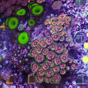 WYSIWYG Rainbow Zoa Combo Colony