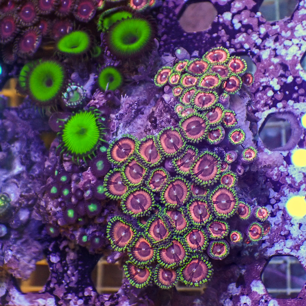 WYSIWYG Rainbow Zoa Combo Colony