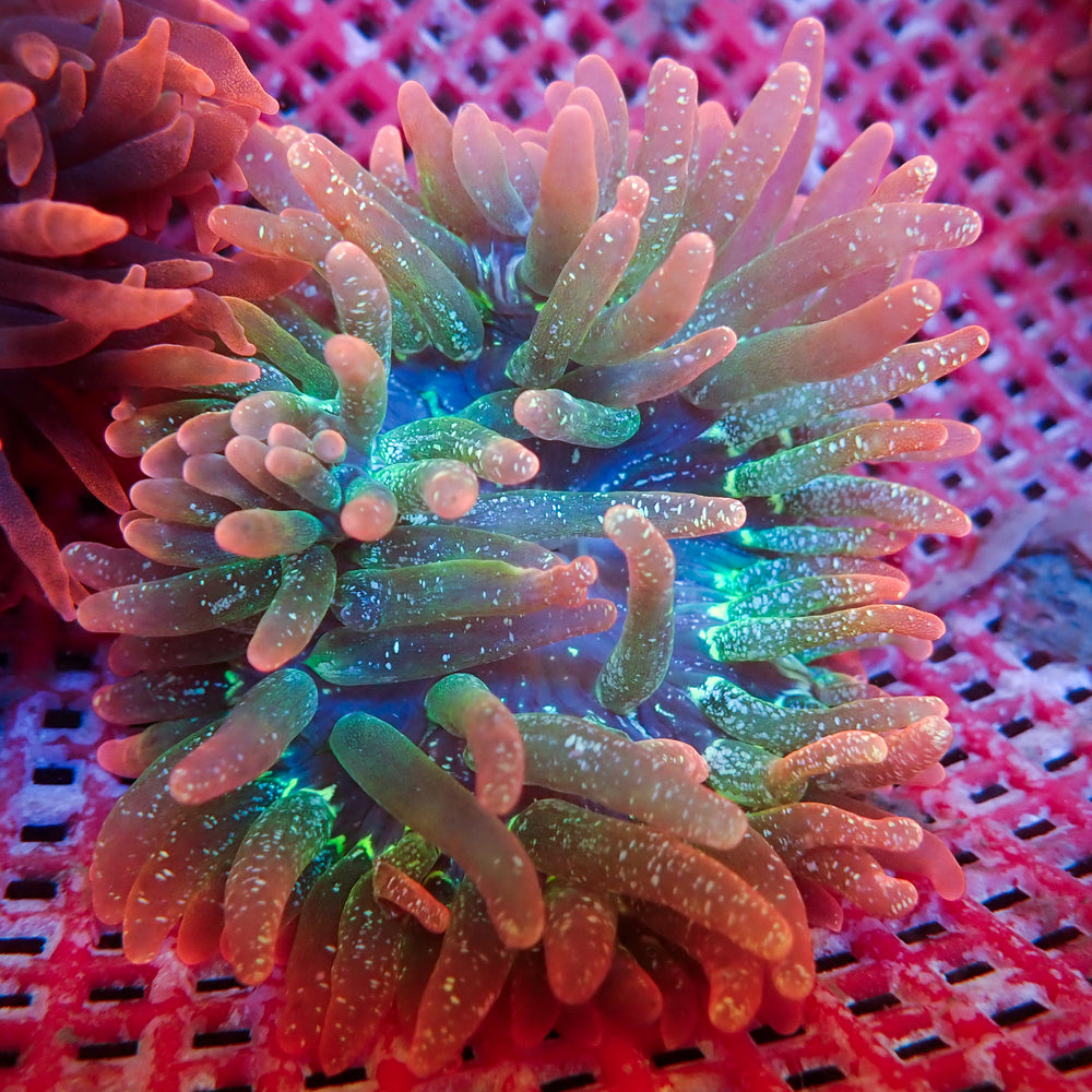 WYSIWYG Ultra Rainbow Cherry Bomb Bubble Tip Anemone (3-5