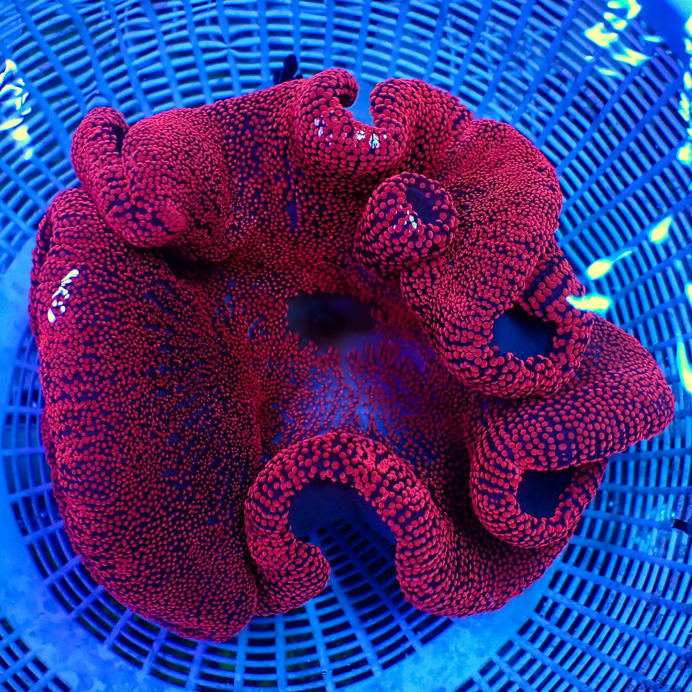 WYSIWYG Ruby Red Haddoni Carpet Anemone (7-9