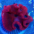 Ruby Red Haddoni Carpet Anemone - Corals Anonymous
