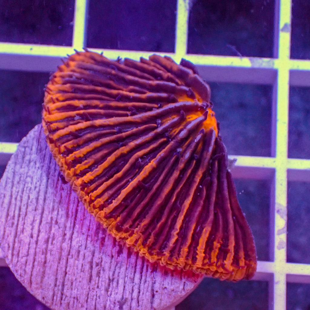 WYSIWYG Neon Bright Orange Fungia Plate (1” Frag) - Corals Anonymous