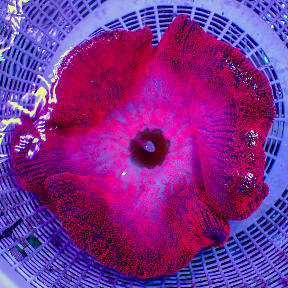 WYSIWYG Hot Pink Haddoni Carpet Anemone (7-9