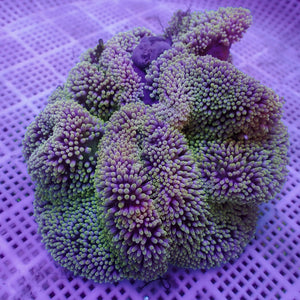 WYSIWYG Multicolor Viridian Green Gigantea Carpet Anemone (4-7")
