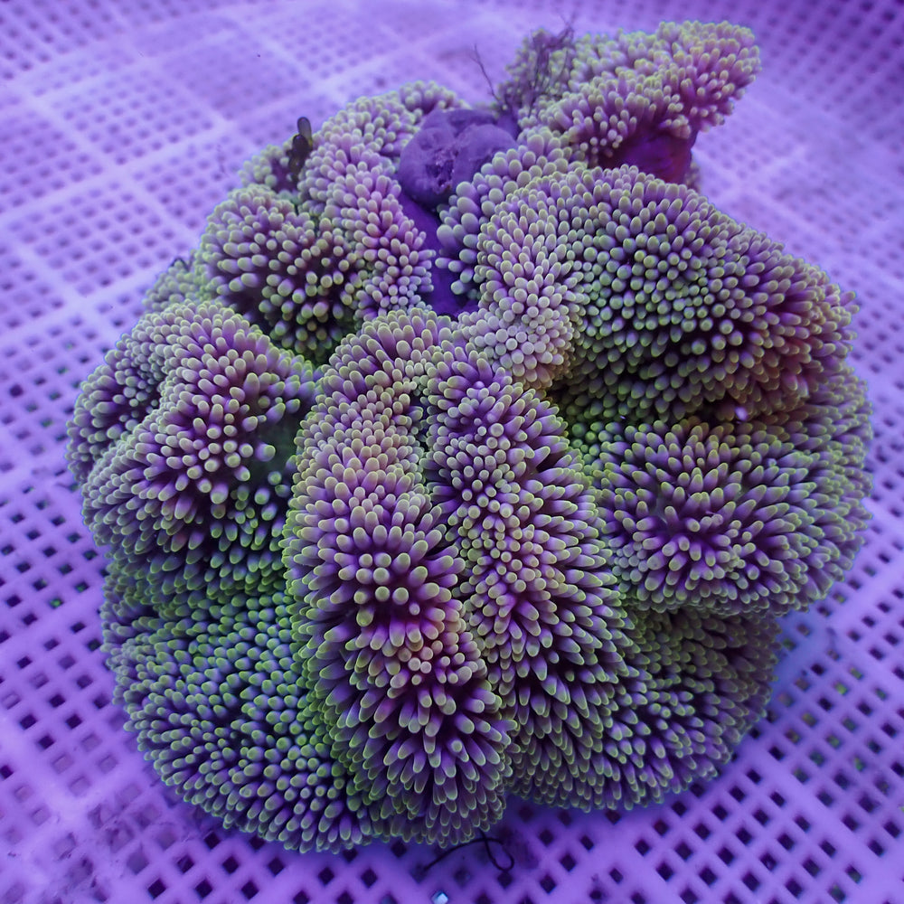 WYSIWYG Multicolor Viridian Green Gigantea Carpet Anemone (4-7
