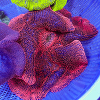 WYSIWYG XL Red Ruby Haddoni Carpet Anemone (12-14")