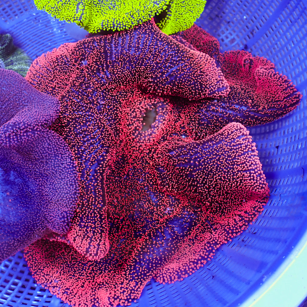WYSIWYG XL Red Ruby Haddoni Carpet Anemone (12-14