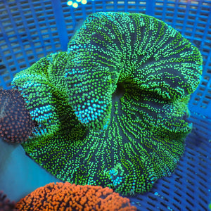WYSIWYG White Stripe Neon Green Haddoni Carpet Anemone (3-5")